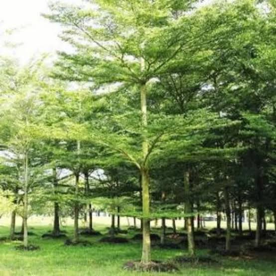 images - 2025-04-03T104621.752