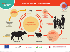 Rift Valley fever death toll rises to 11 in Senegal